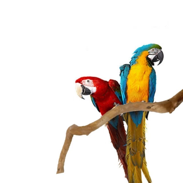 Holz Papagei Vogelständer Sitzstangen Haselnuss Vögel Wellensittich Spielzeug~