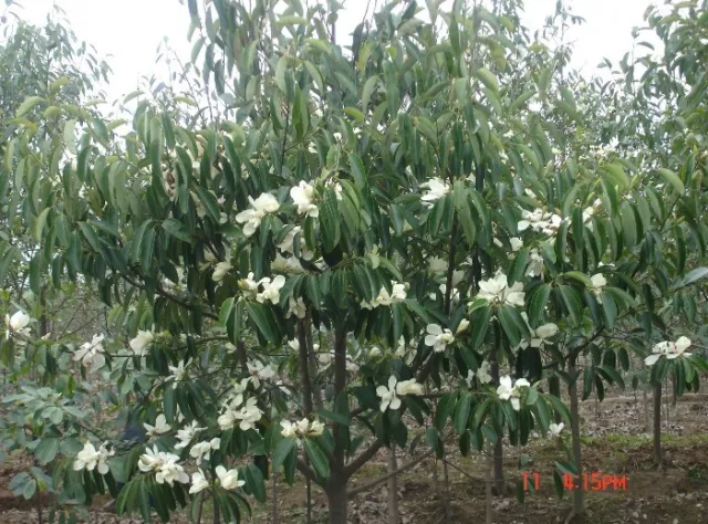 Michelia Macclurei Rare Magnolia Tree, 8 Seeds Fragrant Evergreen Tree 3