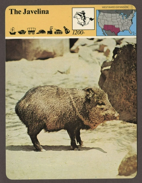 THE JAVELINA STORY of America Old West History Card £5.98 - PicClick UK
