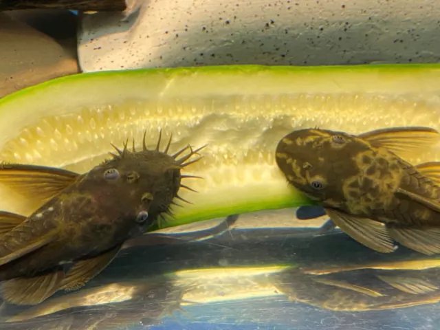 GREEN DRAGON Bristlenose Pleco JUVENILE PAIR - 2 Different Bloodlines! LF Genes!