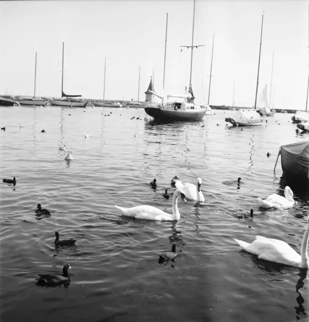 SUISSE c. 1960 - Cygnes Bateaux Port  Lac Léman Morges - Négatif 6 x 6 - Sui 194