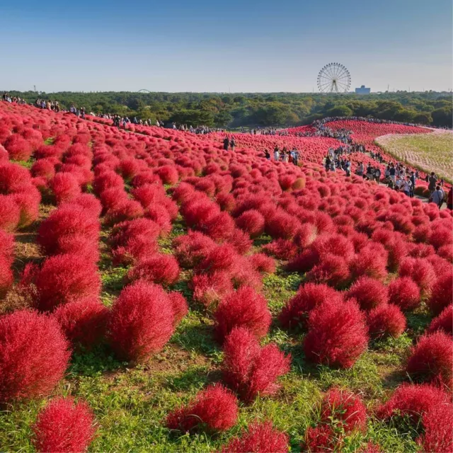 1000 Graines Kochia scoparia Burning Bush Grass Summer Cypress Hardy plant seeds