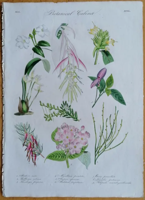 Drapiez Original Print Folio Botany Maxillaria Billbergia - 1833