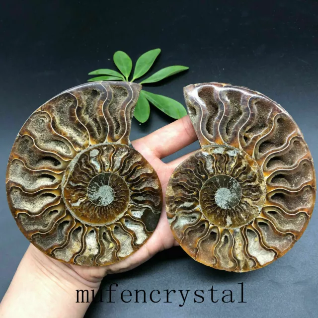 A Pair 150g+Natural Ammonite Fossil Conch quartz Crystal Specimen Reiki Healing