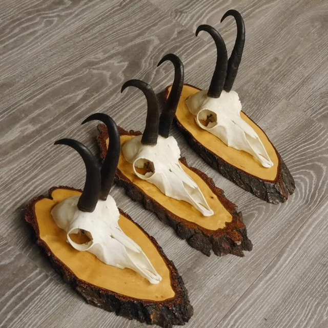 3 Pieza Gamuza Cornamentas En Baumscheibe Signos Hl 20,5cm-21,1cm 2