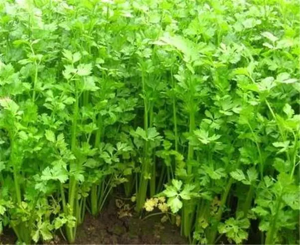 Organic Chinese Asian Leaf Celery, 300 Seeds, Tasty, Grown for Leaves & Flavour