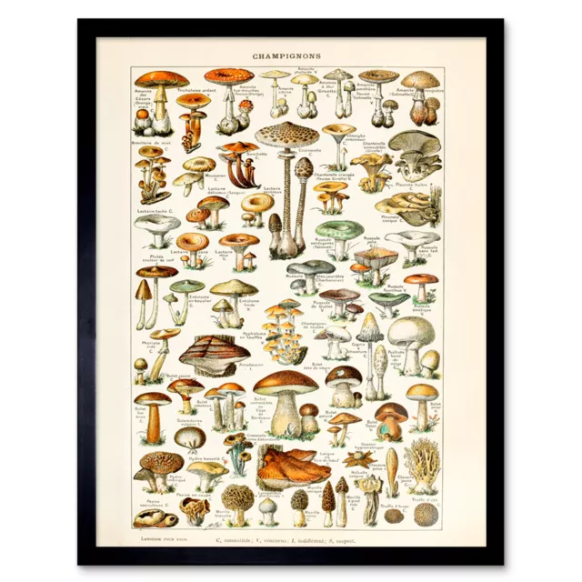 Millot 19th Century Mushrooms Encyclopedia Page Wall Art Print Framed 12x16