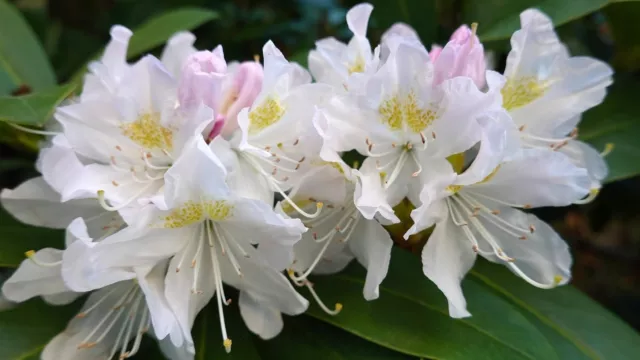 1X Extra Large Specimen Rhododendron Hybrid Madame Masson Plant - 10L