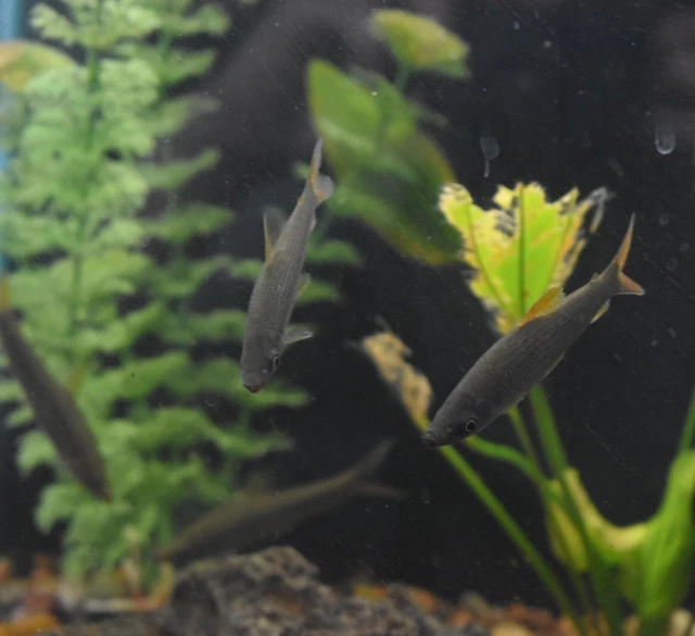 Live Pseudanos Winterbottomi (2.5" Rare Freshwater Fish) *PLS READ DESCR* 5