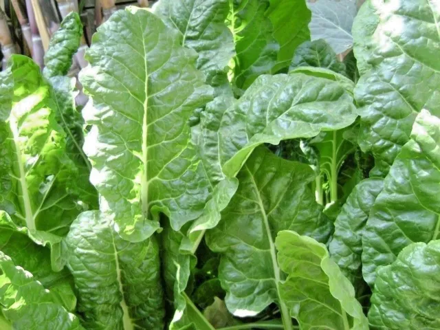 SILVERBEET Fordhook Giant 50 seeds HEIRLOOM vegetable garden salad swiss chard