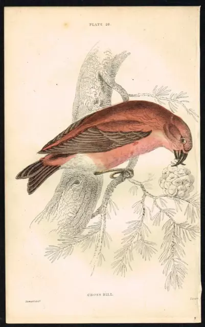 Crossbill Finch Bird, Hand-Colored Antique Ornithology Print - Jardine 1850