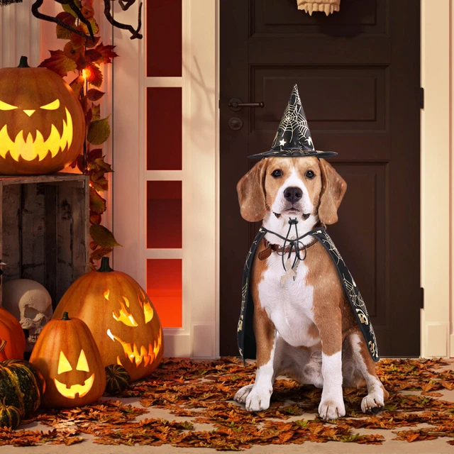 Mantello animale domestico Halloween berretti costume strega donna gattino il cane 3