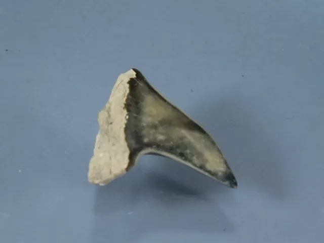 Fossil Mako Shark Tooth Australian: Isurus hastalis (EA8834) Batesford Victoria