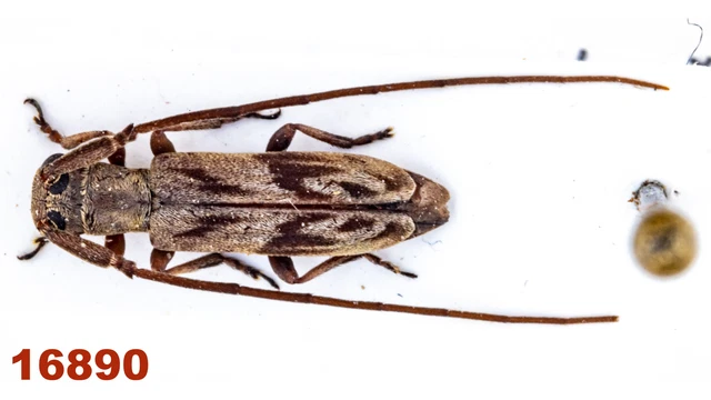 Cerambycidae: Lamiinae sp.   A-, 7,5 mm, Mounted, 1 pc