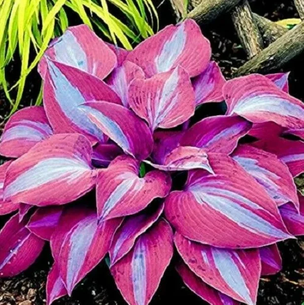 150PCS SAMEN HOSTA Farbe Lila Blumen Garten Zierlilie Schattenpflanzen