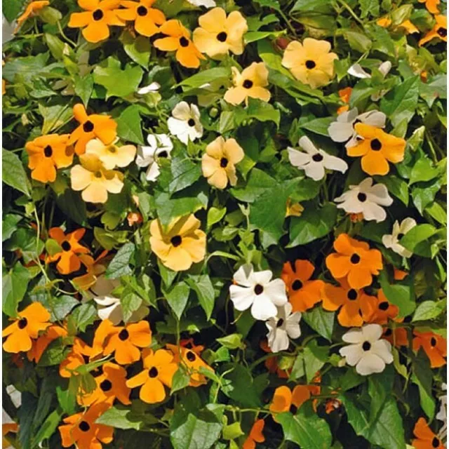 Thunbergia Black Eye Susan  Alata Mix 80 Seeds