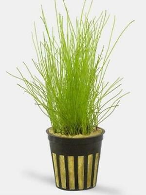 Eleocharis Pusilla Dwarf Hairgrass potted freshwater aquarium plant (Buy 2, Get