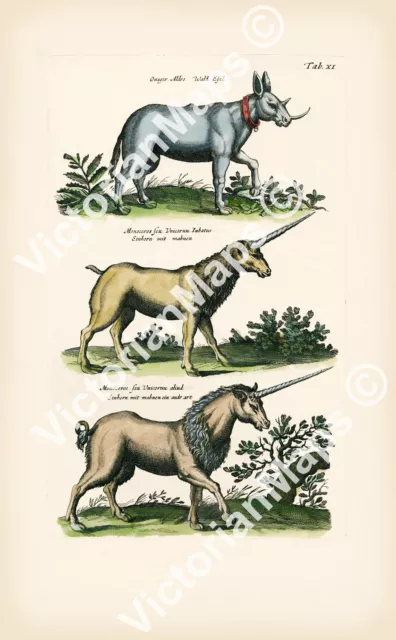 Unicorn onager einhorn beast old antique engraving Merian 1657 art print poster