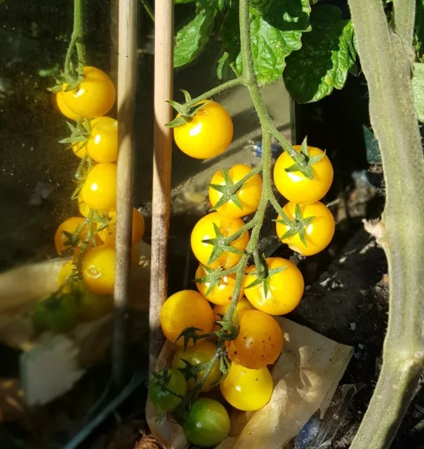 Tomato 'Goldkrone' seeds