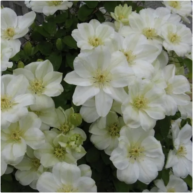 Clematis Hybrid 'Guernsey Cream' X 3 Large Plug Plants for Potting on