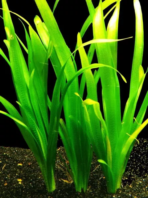 Lot De 3 Pieds Vallisneria Gigantea Vraie Plante Aquatique Aquarium Facile