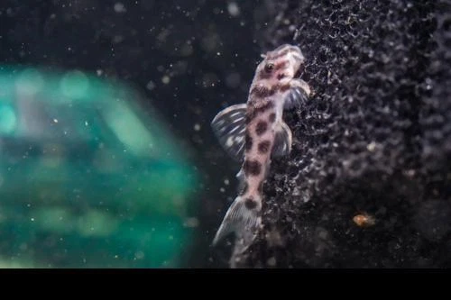 L174 Ocelot Pleco