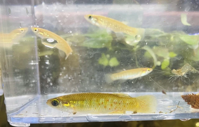 2 Pack Golden Topminnow (Fundulus chrysotus)- Live Freshwater Aquarium Fish
