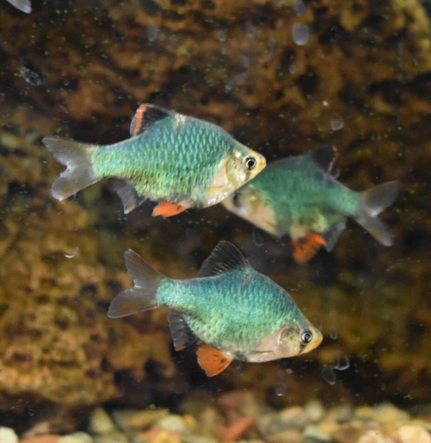 Live Emerald Tiger Barbs (Pack of 5 Freshwater Aquarium Fish) *PLS READ DESCR*