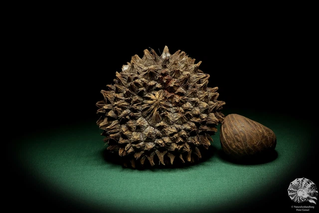 Phytelephas macrocarpa Sudamérica palma reciente frutos secos fruta seca decoración