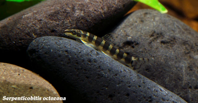 Pack of 3 Live Juvenile RARE Serpent Loach Tropical Freshwater Aquarium Fish A+
