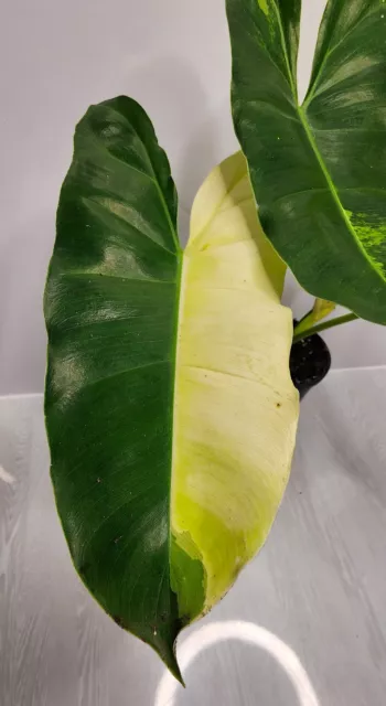 Philodendron 'Burle Marx Variegated' LN15