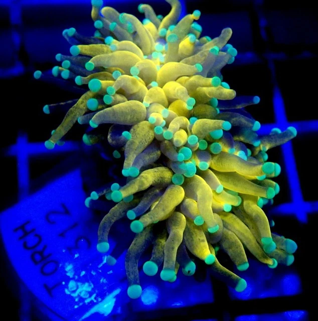 ULTRA MALAYSIAN GOLD Torch Coral Splitting Head Torch 1312 220.00