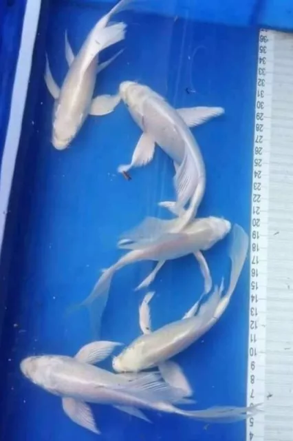 One 3 to 5 inches Platinum butterfly Koi for fish tank, koi pond, aquarium