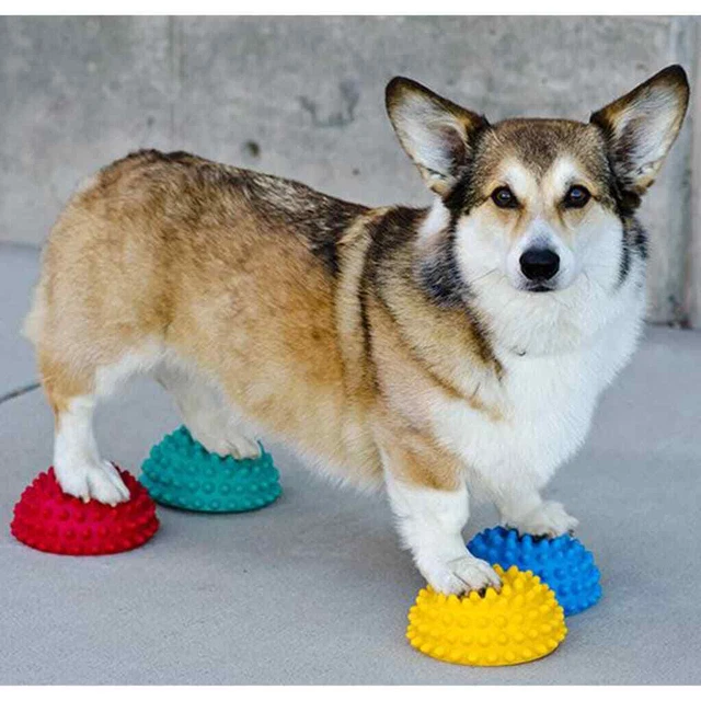 FitPAWS 4x Sfere Balance per Zampe Plastica Multicolore Balance Zampe F