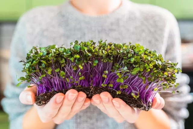 Roter Kohlrabi Sprossen Samen Bio Keimsaat Microgreens Vegan Rohkost Keimglas