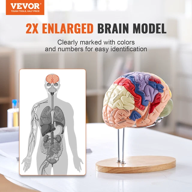 Modèle de cerveau humain anatomie du cerveau humain émotions structure