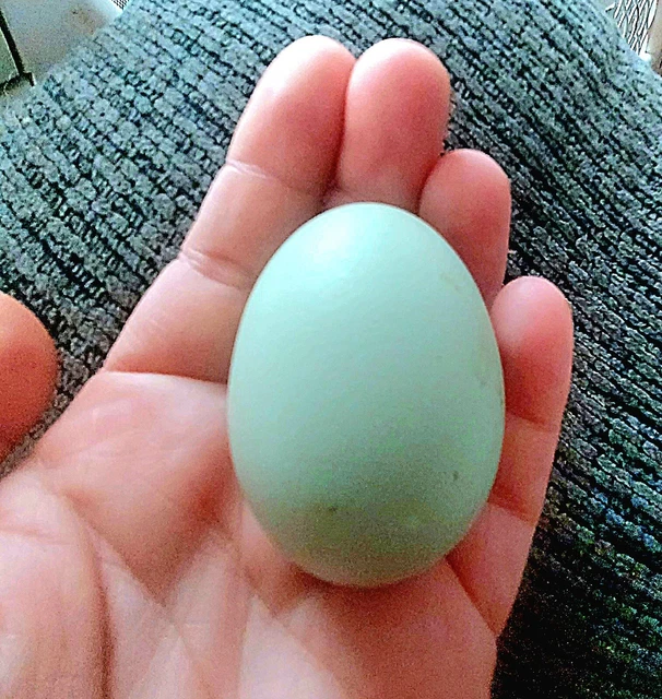 6+ ULTRA RARE Breed Chicken Hatching Eggs Mystic Onyx/Cream Legbar 24