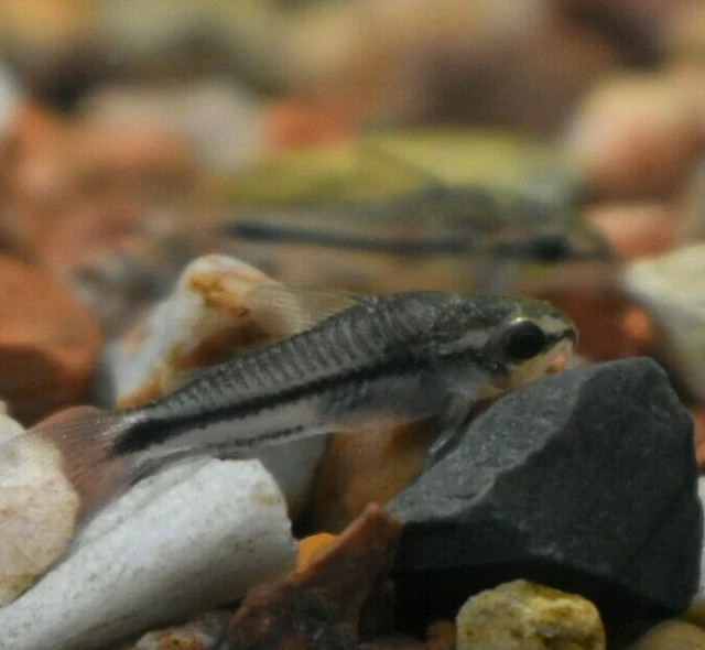 Live Pygmy Corydora Catfish (Pack of 6 Freshwater Aquarium Fish) *PLS READ DESCR