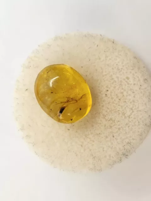 Dominican Amber with Flying Insect Inclusion - Oligocene Fossil 3