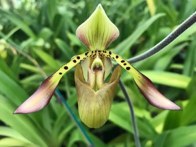 Species Orchid - Paphiopedilum richardianum
