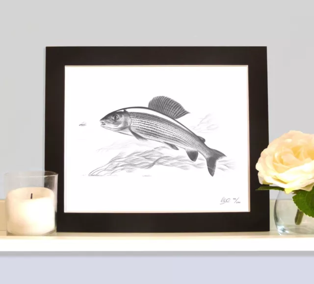 GRAYLING Fishing Fish Art Drawing Print MOUNTED Picture Present For Angler
