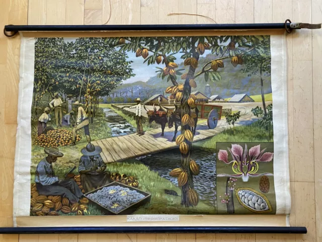 F. Dannenberg Lehr- Rollkarte Schulwandkarte Kakao Ernte 102 cm x 68 cm Wandbild