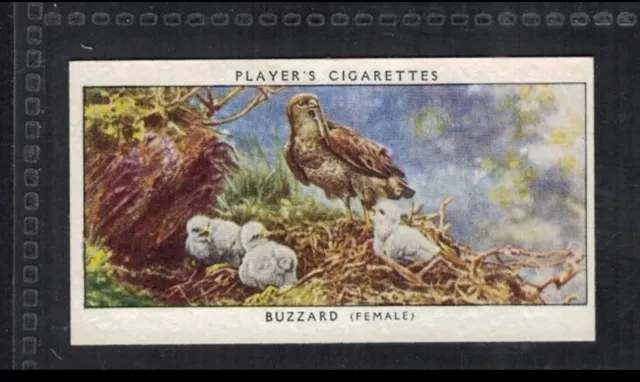 BUZZARD (FEMALE) - 80 + year old English Tobacco Card # 2