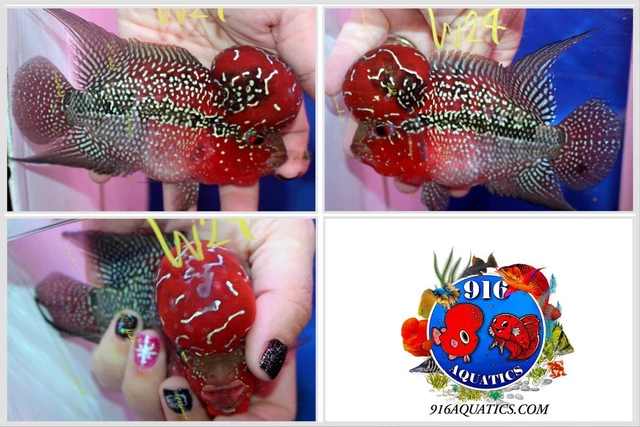 3.5 Inch High Grade Super Red Dragon Live Flowerhorn #W24