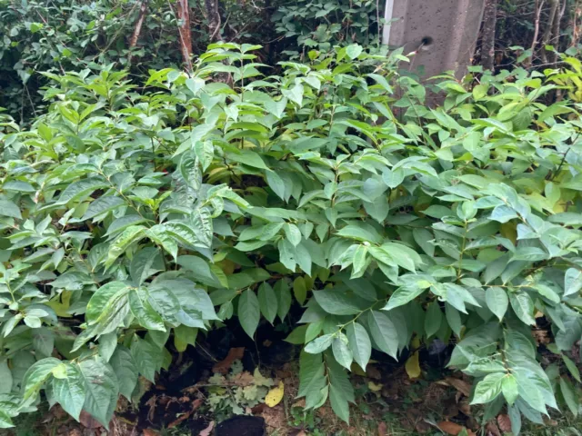 Diospyros lotus 2 à 10 plantes de semis, porte greffe.