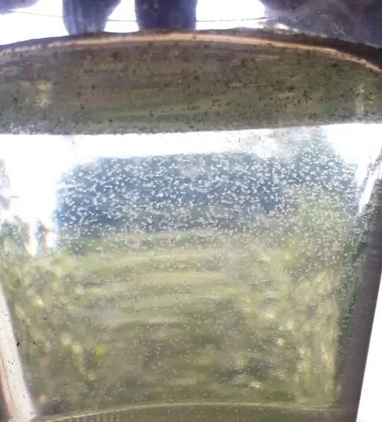 Sterile Fish Food Fairy Shrimp Eggs Food For New born fish, Betta ,Guppy , Betta