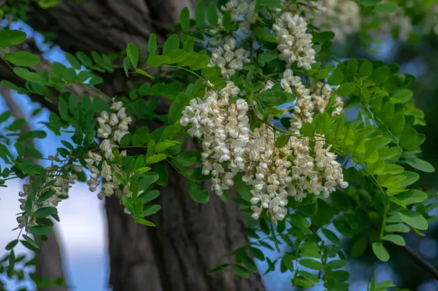 100 Samen Robinie Robinia pseudoacacia Nyírségi Wertholz ca. 50 % gerade Stämme