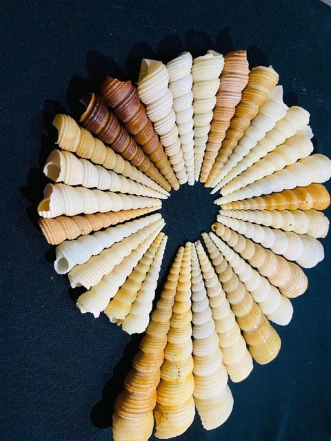 Seashells Sea Sheils Marine Saltwater Crab Snail (34) Pieces ( big size)