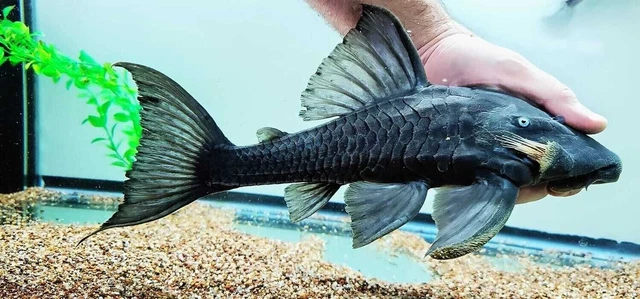 Panaque cochliodon (Blue Eyed Royal Pleco)