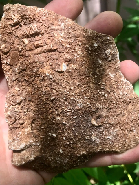 Stunning Rare Missouri Fossil Crinoid Specimen Matrix Fossil Mortality Plate! 
